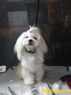 Teacup Maltese Terrier 3