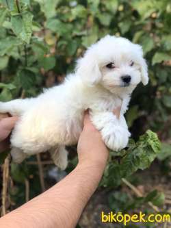 Teacup Maltese Terrier 2