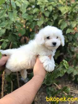 Teacup Maltese Terrier 1