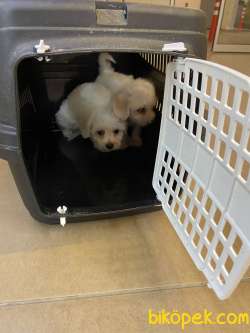 Teacup Maltese Terrier 5