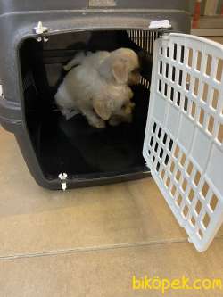 Teacup Maltese Terrier 4