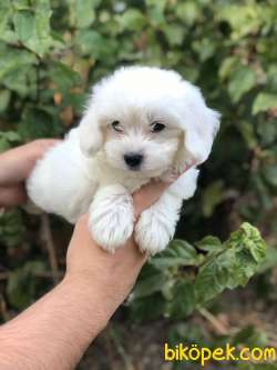 Teacup Maltese Terrier 3