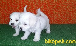 TEACUP MALTESE TERRIER YAVRULAR 4