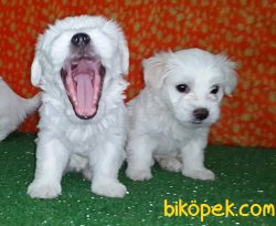 TEACUP MALTESE TERRIER YAVRULAR 2