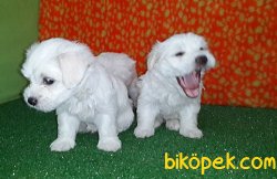 TEACUP MALTESE TERRIER YAVRULAR 3