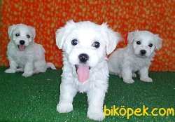 TEACUP MALTESE TERRIER YAVRULAR 1