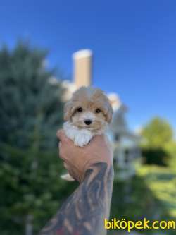 Teacup Maltıpoo 370 Gr 5