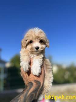 Teacup Maltıpoo 370 Gr 4