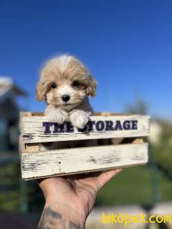 Teacup Maltıpoo 370 Gr 3