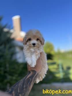 Teacup Maltıpoo 370 Gr 2