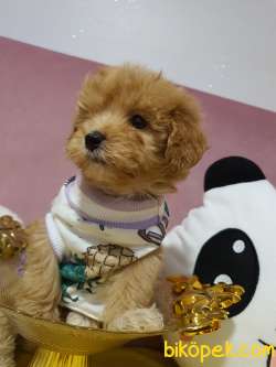 Teacup Maltipoo Yavrularım Sizlerle 2