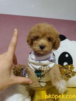 Teacup Maltipoo Yavrularım Sizlerle 3