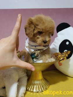 Teacup Maltipoo Yavrularım Sizlerle 4