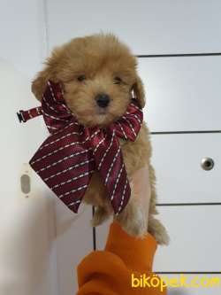 Teacup Maltipoo Yavrularım Sizlerle 5