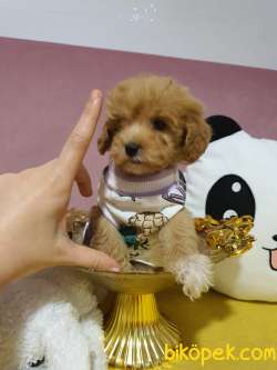 Teacup Maltipoo Yavrularım Sizlerle 1