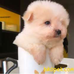 Teacup Maltipoo Yavrum :)) 2