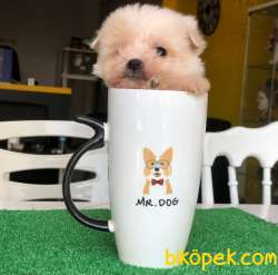 Teacup Maltipoo Yavrum :)) 3