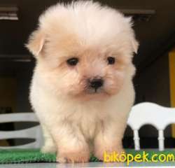Teacup Maltipoo Yavrum :)) 1