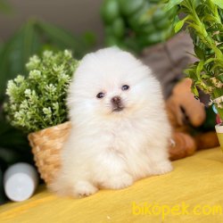 Teacup Mini Boy Pomeranian Boo Yavrularımız 4