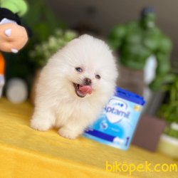 Teacup Mini Boy Pomeranian Boo Yavrularımız 2