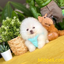 Teacup Mini Boy Pomeranian Boo Yavrularımız 5