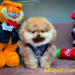 Teacup Miniboy Pomeranian Boo Yavrularımız 3