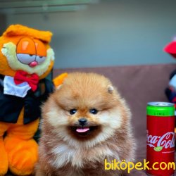 Teacup Miniboy Pomeranian Boo Yavrularımız 1