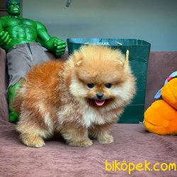 Teacup Miniboy Pomeranian Boo Yavrularımız 4