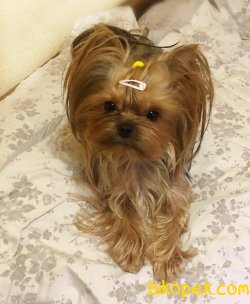 TEACUP MORKİE ÇANTA KÖPEĞİ 2
