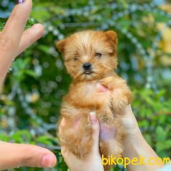 Teacup  Morkie Yavrularımız Gelmiştir 3