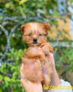 Teacup  Morkie Yavrularımız Gelmiştir 2