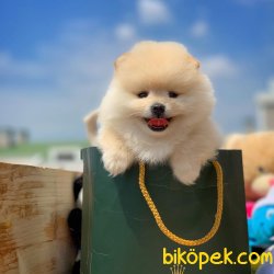 Teacup Muhteşem Kalitede Olan Pomeranian Boo Yavrularımız 2