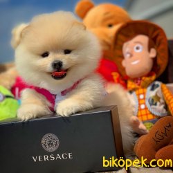Teacup Muhteşem Kalitede Olan Pomeranian Boo Yavrularımız 1