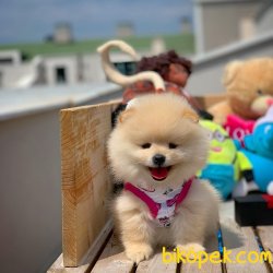 Teacup Muhteşem Kalitede Olan Pomeranian Boo Yavrularımız 3