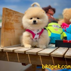 Teacup Muhteşem Kalitede Olan Pomeranian Boo Yavrularımız 4