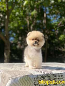 Teacup Oranj Pomeranian Boo Yavrumuz 1