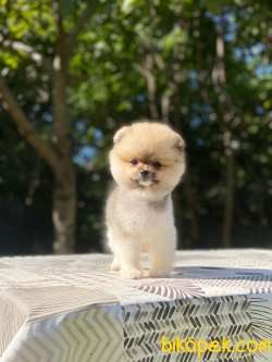 Teacup Oranj Pomeranian Boo Yavrumuz 2