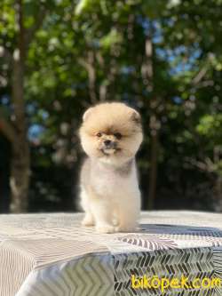 Teacup Oranj Pomeranian Boo Yavrumuz 5