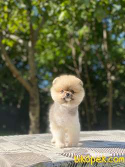 Teacup Oranj Pomeranian Boo Yavrumuz 4