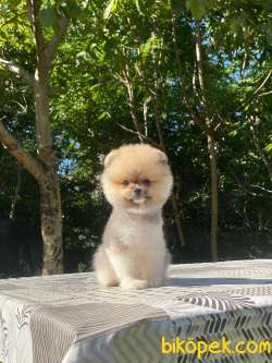 Teacup Oranj Pomeranian Boo Yavrumuz 3