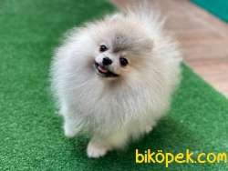 Teacup Özel Renkli En Pofuduk Oğlumuz  Safkan Pomeranian Boo 3