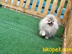 Teacup Özel Renkli En Pofuduk Oğlumuz  Safkan Pomeranian Boo 1