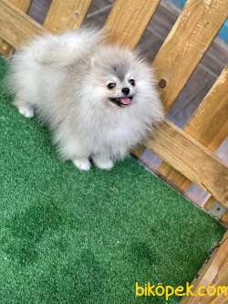Teacup Özel Renkli En Pofuduk Oğlumuz  Safkan Pomeranian Boo 4