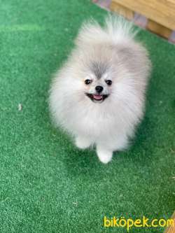 Teacup Özel Renkli En Pofuduk Oğlumuz  Safkan Pomeranian Boo 5