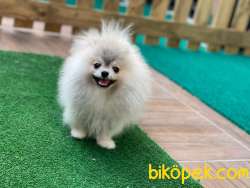 Teacup Özel Renkli En Pofuduk Oğlumuz  Safkan Pomeranian Boo 2