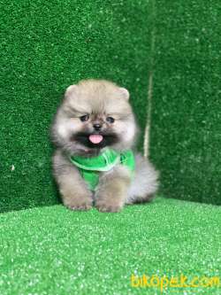 Teacup Pomeranian Boo Ayı Surat Yavrular 3