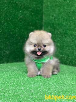 Teacup Pomeranian Boo Ayı Surat Yavrular 1