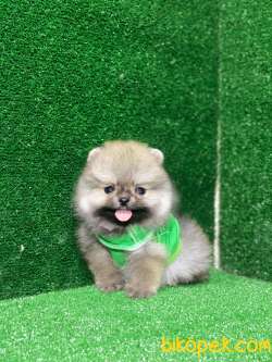 Teacup Pomeranian Boo Ayı Surat Yavrular 5