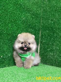 Teacup Pomeranian Boo Ayı Surat Yavrular 2