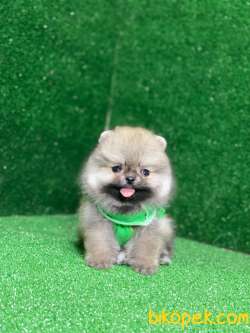 Teacup Pomeranian Boo Ayı Surat Yavrular 4